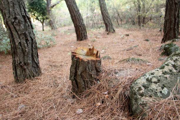 Laurel, FL Tree Removal Services Company